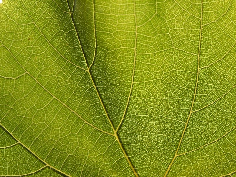 Plán činnosti regionu Podluží na rok 2016