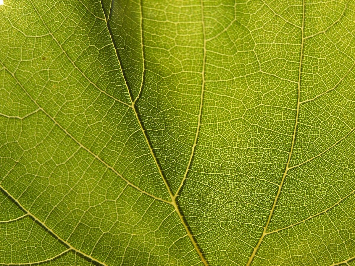 Plán činnosti regionu Podluží na rok 2016