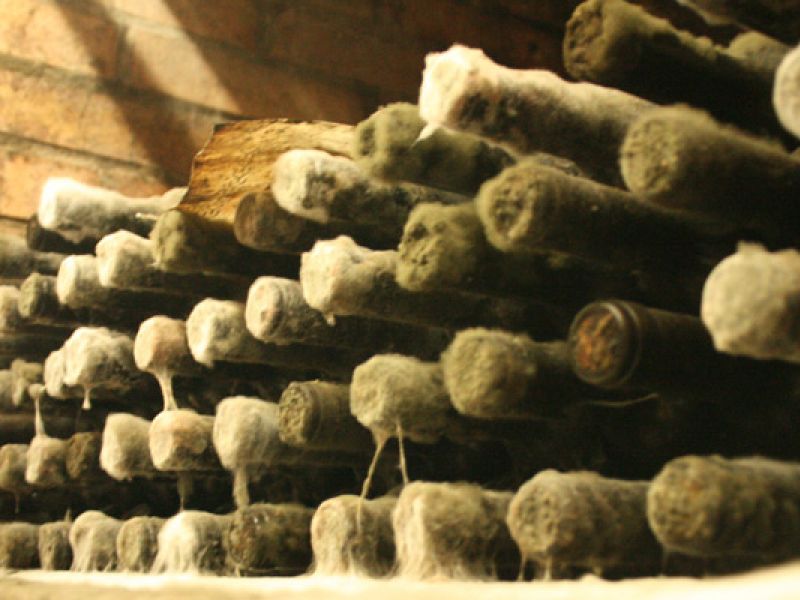 Svatomartinské slavnosti Dolní Moravy 2013